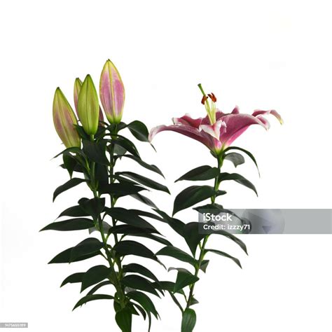 Stargazer Lilies Isolated On White Background Stock Photo Download