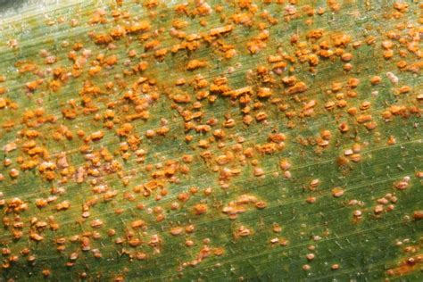 Watch For Southern Rust In Corn Brownfield Ag News