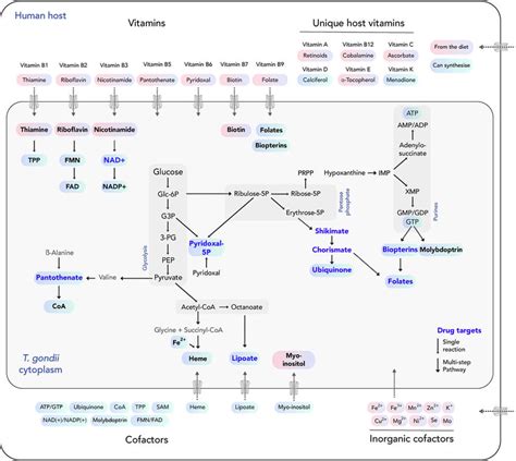 Vitamins And Cofactors Biosynthesis Versus Scavenge Pathways In T