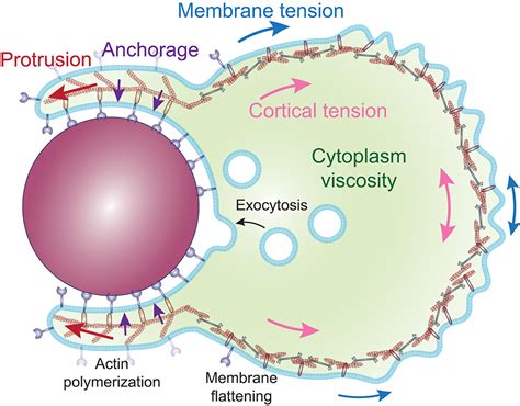 Frontiers Physical Constraints And Forces Involved In Phagocytosis