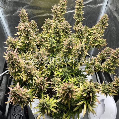 Nirvana Seeds Blueberry Kush Auto Autoflower Semínka Konopí