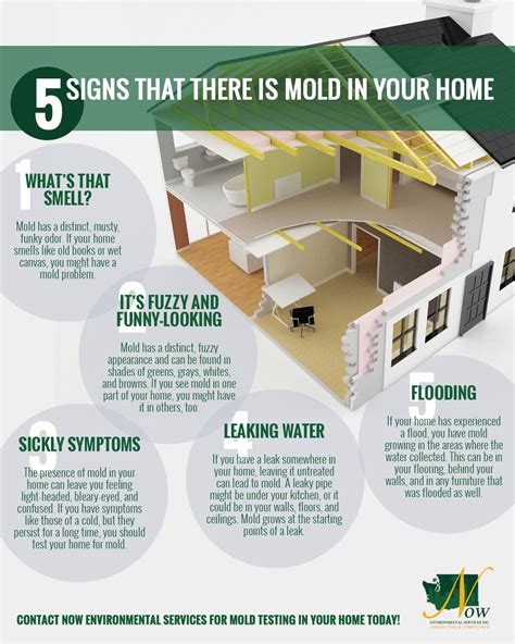 Mold Testing Seattle 5 Signs That There Is Mold In Your Home