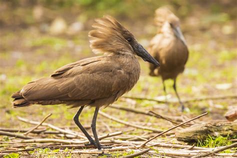 Hamerkop Symbolism Meaning Totem Spirit Omens World Birds