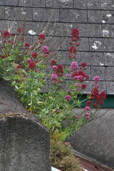 Roof Garden Launceston Cornwall Tere Sue Gidlof Flickr