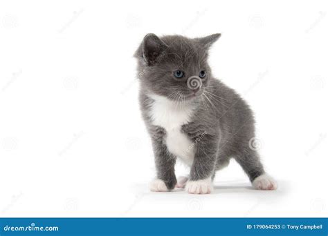 Cute gray and white kitten stock image. Image of mammal - 179064253