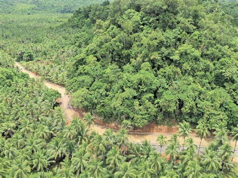 Newly Paved Road Benefits Coconut Farmers In Balangkayan Eastern Samar