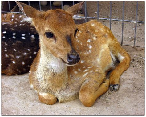 Baby Deer Flickr Photo Sharing