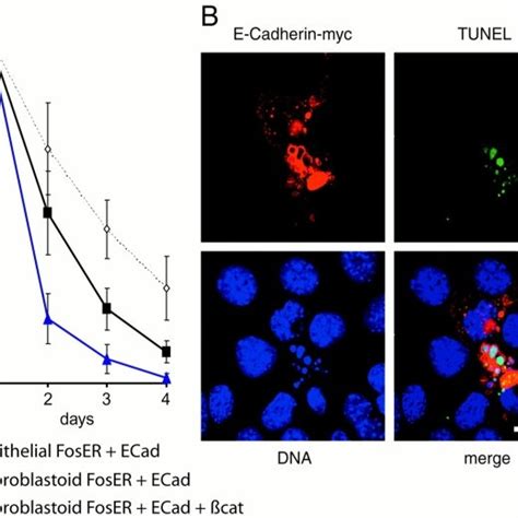 Transient Expression Of Ectopic E Cadherin Epithelial And Download Scientific Diagram