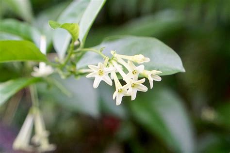 When Does Jasmine Plant Bloom Back Gardener