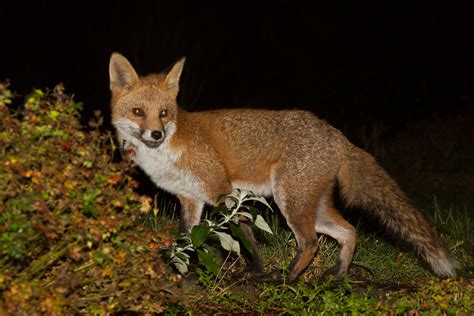 The Complete Fox Of The Day3011142811130209