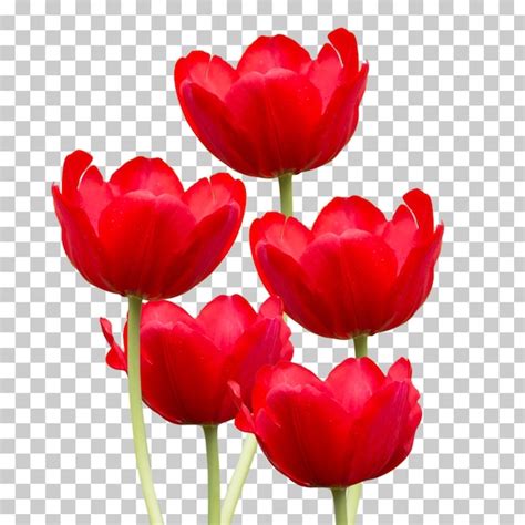 Premium PSD Red Tulip Flower Isolated