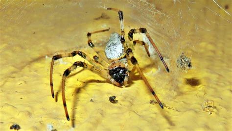 African Hermit Spider From Alto Da Boa Vista Rio De Janeiro RJ