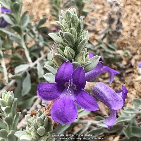 Photo Of The Closeup Of Buds Sepals And Receptacles Of Blue Bells