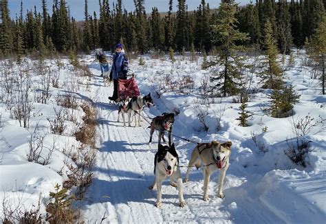 Dog Mushing School - GoNorth Alaska