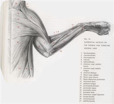 Cat Anatomy Muscle Quiz