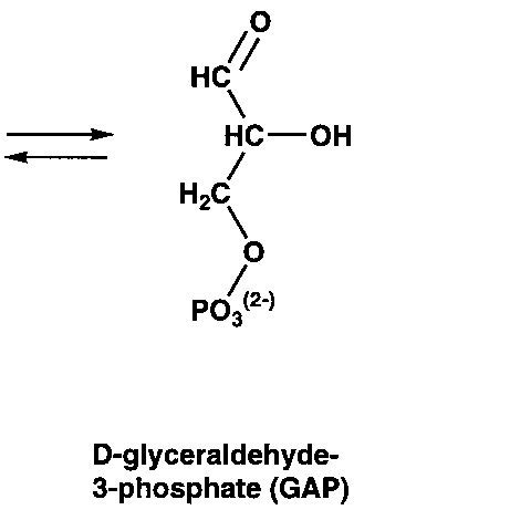 The reaction catalyzed by triose-phosphate isomerase, and the covalent ...