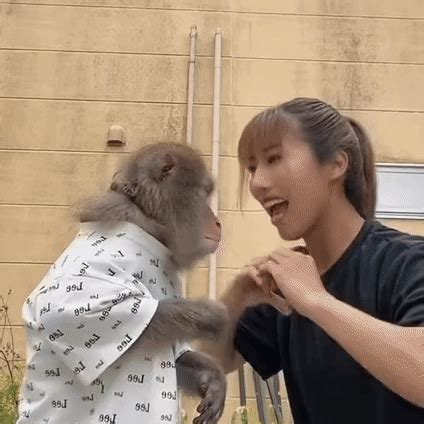 nara monkey funny gif nara monkey funny monkey fight discover