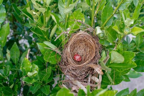 Bird eggs on nest stock image. Image of nature, holiday - 178004517