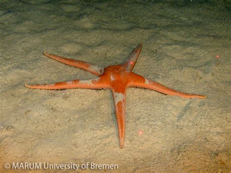 Deep Down Under Expedition Deepreef Explorer Cairns