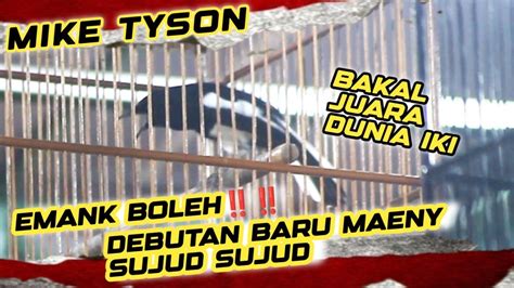 Kacer MIKE TYSON Debutan Baru Yang Bakal Melejit Di Dunia Perkaceran