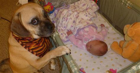 20 Of The Cutest Pictures Of Dogs And Babies On The Internet.