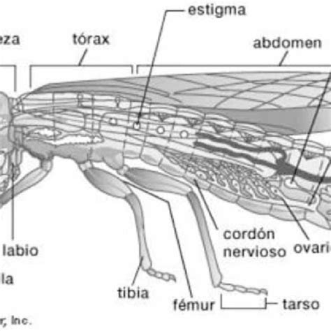 1 Morfología externa e interna de un insecto langosta o tucura