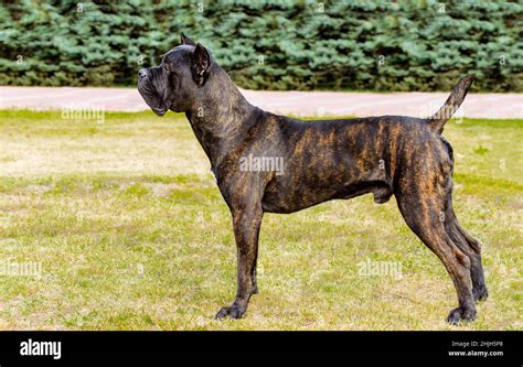 Cane Corso In Profile The Cane Corso Stands On The Green Grass In The