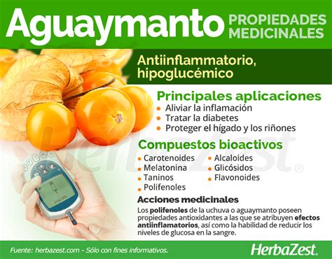 La Uchuva Physalis Peruviana Tambi N Conocida Como Aguaymanto Es