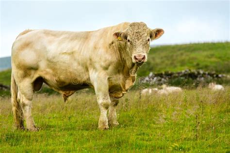 Toro De Charolais Foto De Archivo Imagen De Australia 34806988