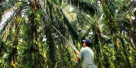 Kao Apical And Asian Agri Launch Palm Oil Program Smile Perfumer