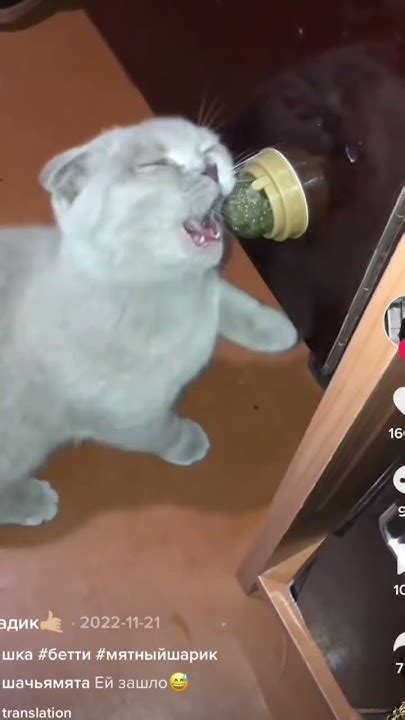 Кошачья мята это НЕЧТО 😹#кошачьямята #ожиданиеиреальность - YouTube