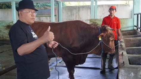 Pastikan Daging Kurban Aman Konsumsi Santoso Tinjau RPH Dimoro DPD