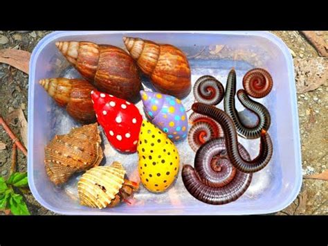 Hunting Found Black Millipeds Hermit Crab African Snail Kaki Seribu