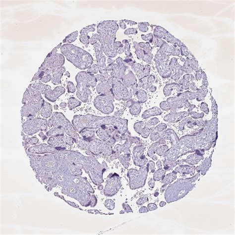 Tissue Expression Of Pga Staining In Placenta The Human Protein Atlas