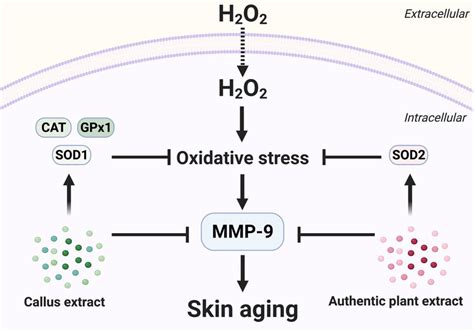 Proposed Mechanisms For Antioxidant And Anti Skin Aging Activities Of