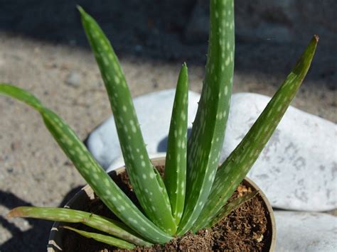 Aloes zwyczajny roślina lecznicza P10 aloe vera 10991907513