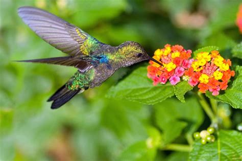 17 Best images about Hummingbird flowers on Pinterest | Gardens ...