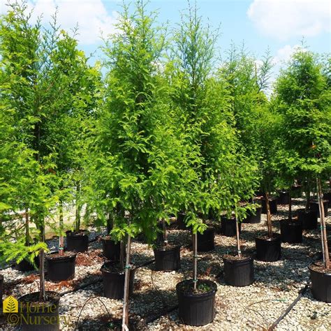 Taxodium Distichum Var Distichum Bald Cypress From Home Nursery