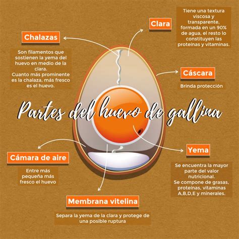 Huevo De Gallina Partes Y Valor Nutricional Comité Olímpico