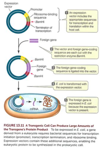 Chapter 10 Recombinant Dna Technology Flashcards Quizlet