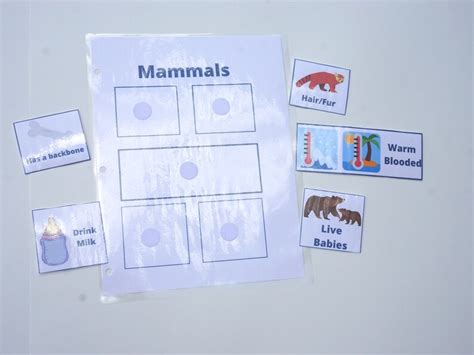 Mammal Classification Activity for Printable Busy Book Animal ...