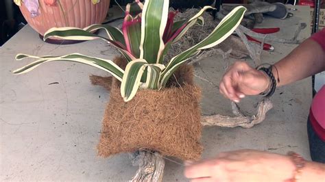 How To Hang A Bromeliad Plant On Driftwood Great Gardening Youtube