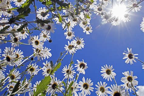 Daisies Chrysanthemum Leucanthemum Free Photo On Pixabay Pixabay