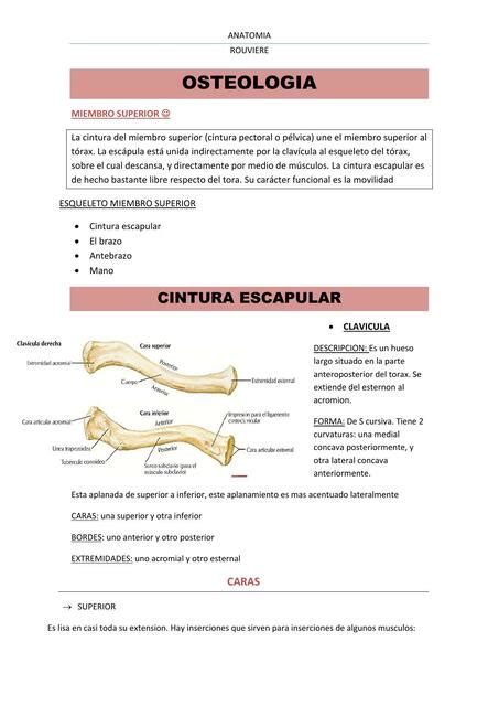 Osteología Miembro Superior Agustina uDocz