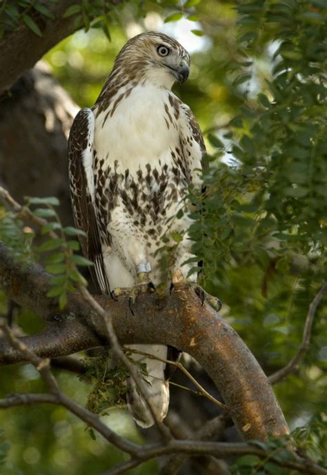 Red Tailed Hawk Owen Deutsch Photography