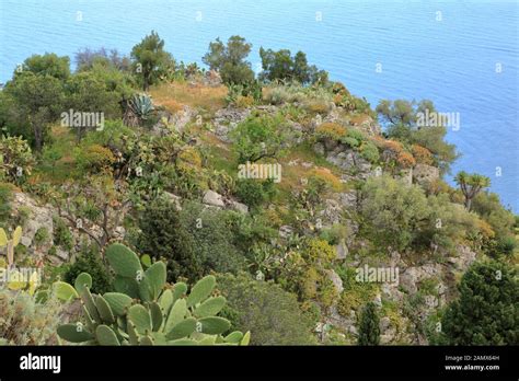 Coastal Vegetation Plant Plants High Resolution Stock Photography And