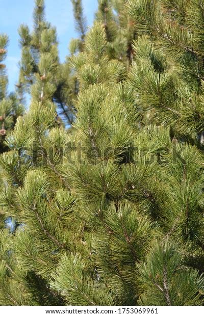 49 722 Pinus Heldreichii Var Leucodermis Images Stock Photos 3D