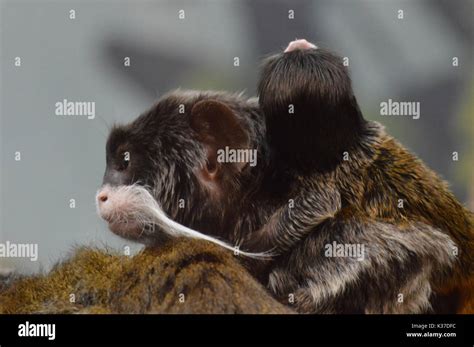 Baby emperor tamarin monkey hi-res stock photography and images - Alamy