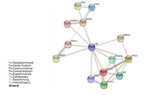 Proteinprotein Interaction Maps Of Differentially Expressed Proteins