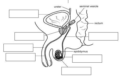 Print Map Quiz Aparato Reproductor Masculino Biolog A